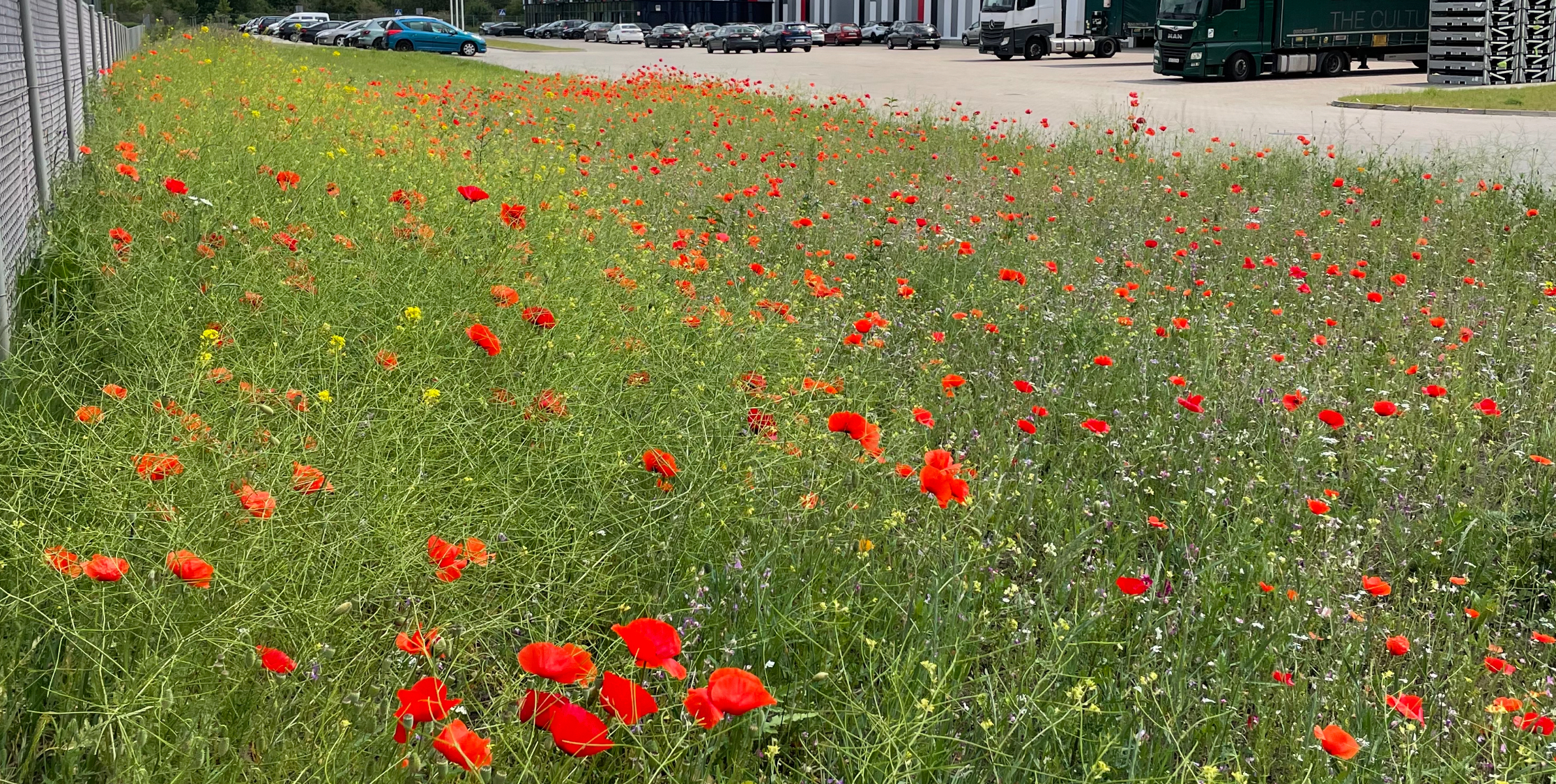 Pielęgnacja łąki kwietnej